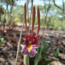 Image result for Multidentia concrescens