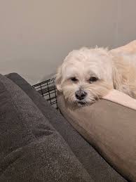 My new haircut, ladies love Ryder ￼