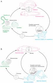 Image result for Dignathia
