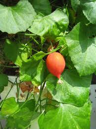 Image result for Kedrostis foetidissima