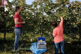 Maine Et Loire Cueillette Des Pommes Saisonniers A Vos Cv Angers Maville Com