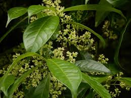 Image result for Chionanthus niloticus