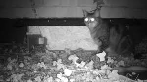 Katze aus dem Garten fernhalten: Diese Tricks helfen