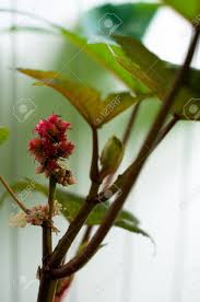 Hallo und herzlich willkommen auf unserem testportal. Rizinus Ricinus Communis Blatter Und Samen Quelle Des Giftes Ricin