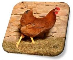 La Casa Del Poupoule Les Poules Pondeuses Les Races De Poule Maladies
