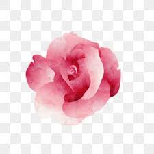 Pink Hand Painted Flower Rose Flower Plant Watercolor Png And Vector With Transparent Background For Free Download In 2020 Watercolor Flower Vector Flower Painting Watercolor Flower Background