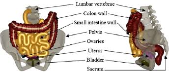 Abdomen pain in women, cavity contents body illustrated atlas. Female Lower Abdominal Organs Download Scientific Diagram