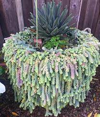 Pin On Yard