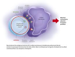 3b anticorps monoclonaux anticorpi medicina alergologie. Cancer La Revolution De L Immunotherapie Cnrs Le Journal