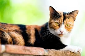 How to prevent cats eating spiders. Cat Eats Spider Webs