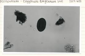 Image result for Oxygonum dregeanum