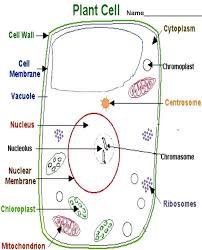 12 Drawing Animal And Plant Cell Parts Animal Drawingde Com