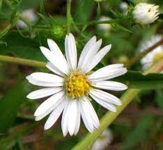 Small Whiter Aster Aster Flower White Flowers Garden October Flowers