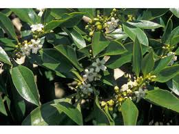 Image result for Myoporum laetum