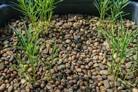 Media Bed Aquaponics Systems Is This The Best Option