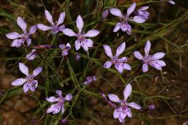 Image result for Afrosolen schimperi