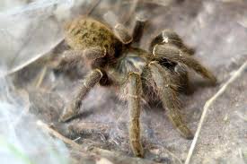 Image result for Oxygonum delagoense