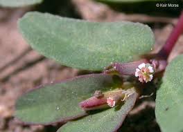 Image result for Euphorbia lissosperma