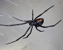 Image of Black Widow Spider