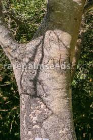Image result for Faidherbia albida