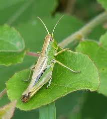 Free for commercial use no attribution required high quality images. Cricket Or Grasshopper Nearbywild