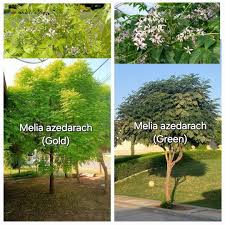 Image result for Melia azedarach