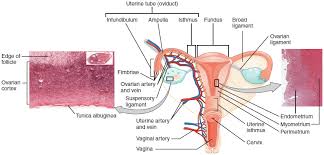 An anatomically female's internal reproductive organs are the vagina, uterus, fallopian tubes, cervix, and ovary. The Woman S Copulatory Organs Anatomy And Function Lecturio