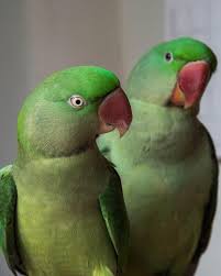 Patchy bald spots with red, flaky scaling (and sometimes black dots where the hair has broken off) may mean that your baby has a contagious fungal infection called tinea capitis, or ringworm. Bird Feather Types Anatomy Molting Growth And Color Petcoach