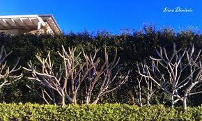 In winter season plumeria foliage starts turning yellow and even starting to defoliate. Plumeria In Winter Haiku Irina S Poetry Corner