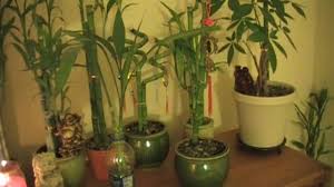 The rest of the stems are at risk. Yellowing Youtube