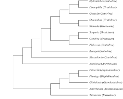 Image result for Anisosepalum alboviolaceum