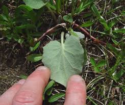 May 23, 2021 · acanthus mollis, commonly known as bear's britches or oyster plant. Tussilago Farfara Coltsfoot Go Botany