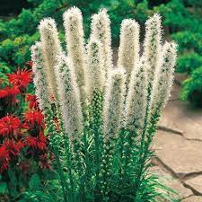 Floristan White Blazing Star Seeds Flower Seeds Liatris Blazing Star Flower