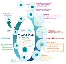 Maybe you would like to learn more about one of these? How Does Cell Division Solve The Problem Of Increasing Size Biology Dictionary