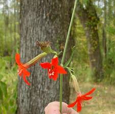 Image result for Silene abyssinica