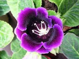 Purple flowers for your spring garden. 68 Types Of Purple Flowers Purple Flower Names Balcony Garden Web