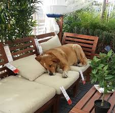 An Ikea In Italy Lets Stray Dogs Hang Out In Its Store And Customers Love It This Dog S Life Dog Community Adoption Stories Sleeping Dogs Dog Life Dogs