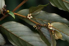 Image result for Monanthotaxis trichantha