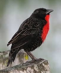 Black Bird With Red And Yellow Chest Red Breasted Blackbird Black Bird Red Birds Meadowlark