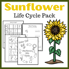 Check spelling or type a new query. Life Cycle Of A Sunflower Worksheets