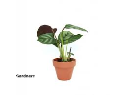 Image result for Ktenante Ctenanthe