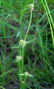 Image result for Spermacoce natalensis