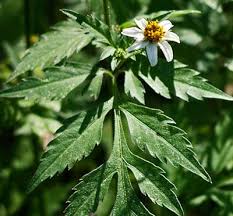 Image result for Bidens pilosa