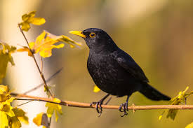 How many types of blackbirds were built? Blackbird Turdus Merula Ae James