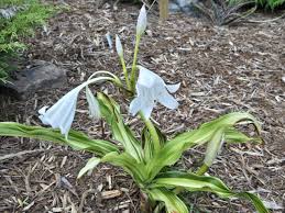 Image result for Crinum moorei
