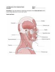 The muscles of the neck anatomical chart shows in beautiful detail the many anterior, posterior, inferior and lateral views of every muscle that makes up the matrix of support for our skull and brain. Muscle Labeling 1 1 04 Muscles Of The Head And Neck Handout Name Date Directions Use This Handout To Label The Structures Of The Head And Neck And Course Hero