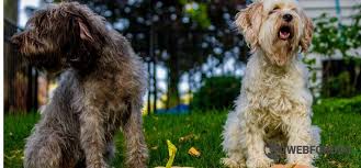 Image result for ČESKÝ TERIÉR