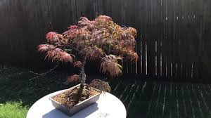 Japanese maple bonsai trees are best known for their unique leaf shape and seasonal changes. Tamukeyama Japanese Maple Bonsai Youtube