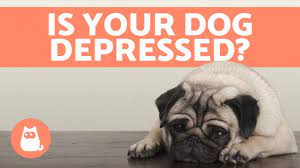 Depression In Dogs Symptoms And What To Do Youtube