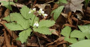 Image result for Cardamine